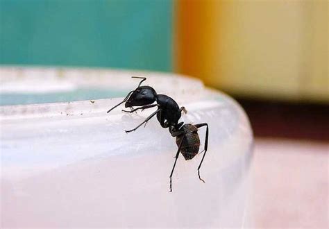 家中出現大量螞蟻 安忍水出鹽原理